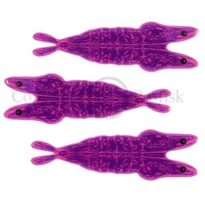 Pro 3D Shrimp Shell Medium. Purple/pink