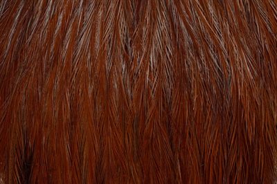 Whiting Coq De Leon Rooster Cape Copper Olive