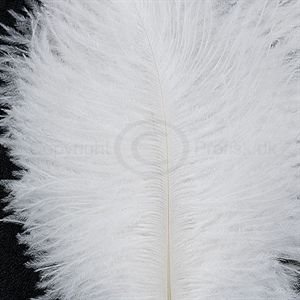 Spey Plumes White