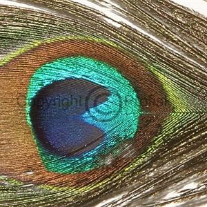 Peacock Eyefeather Natura