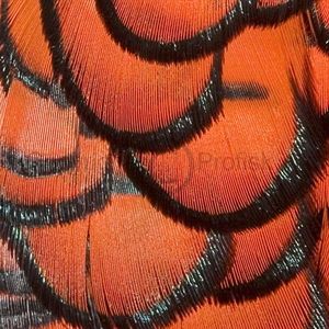 Amherst Pheasant Orange