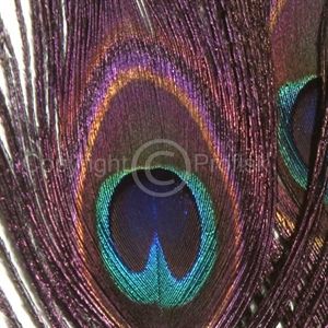 Peacock Eyefeather Purple