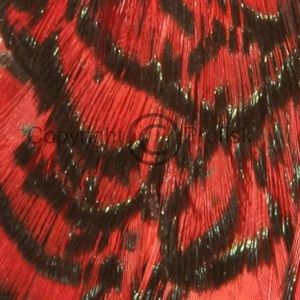 Amherst Pheasant Red