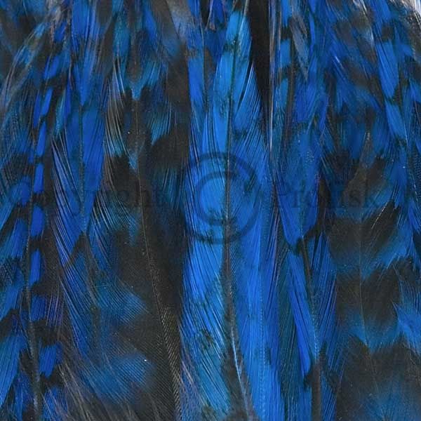 Strung Rooster Saddles Blue