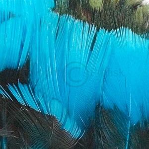 Ringneck Neck Kingfisher Blue