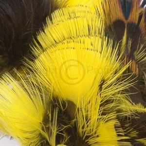 Ringneck Neck Toucan Yellow