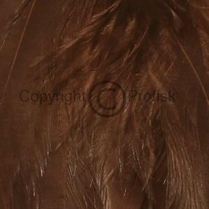 Schlappen feathers L Brown