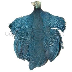 Guinea Skin King Fisher Blue