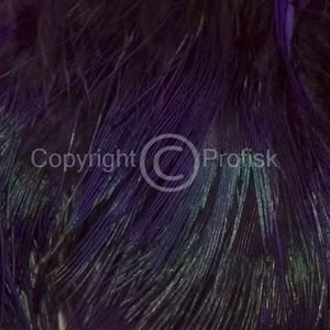Cock Pheasant rump - strung. Purple
