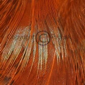 Cock Pheasant rump - strung. Orange