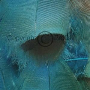 French Partridge Body. Kingfisher Blue