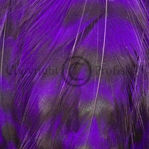Cock Hackles Grizzly Purple
