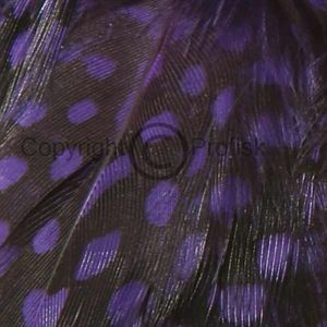 Guinea Fowl hackles Purple