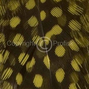 Guinea Fowl hackles Yellow