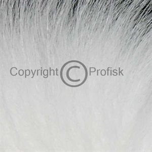Arctic Fox, tail hair White